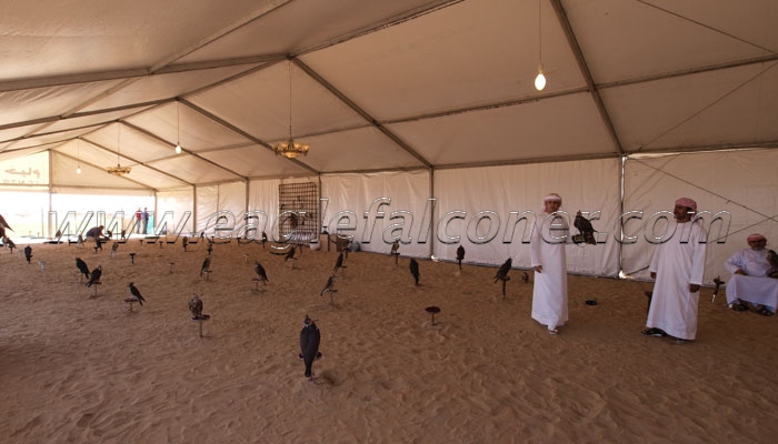 Falcon tent at the desert camp Falconry Festival