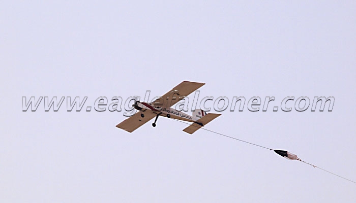 Falcon training plane Falconry Festival