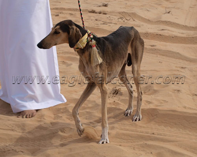 Arab saluki Falconry Festival