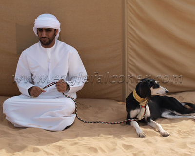 saluki in UAE Falconry Festival