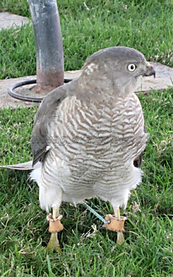 white eyed Shikra Falconry Festival