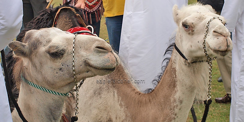 Arab Camels,  Festival of Falconry