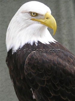 Bald Eagle at the Festival of Falconry