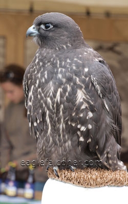 Black Gyr,  Festival of Falconry