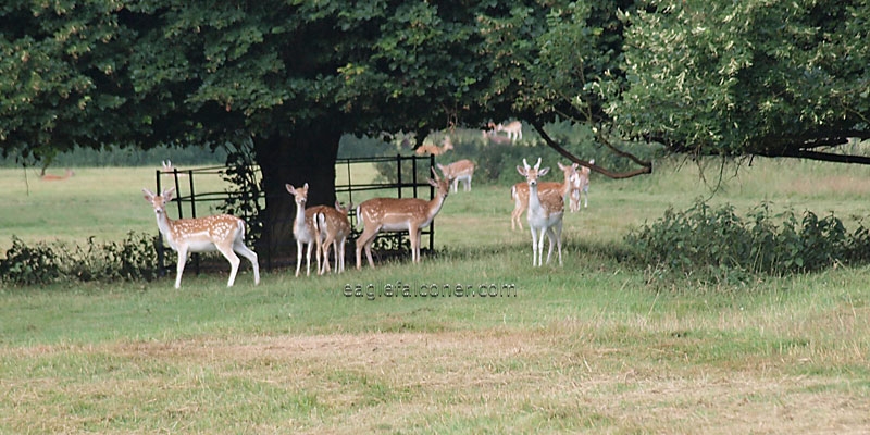 Deer in the park at Englefield Falconry Festival