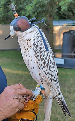 Gyr Falcon at the Festival of Falconry