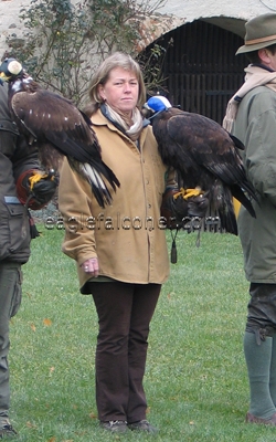 Monika Hiebeler, Austrian falconer