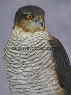 Sparrow Hawk by Carl Church