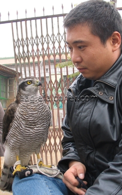 WuDi Chinese Falconer