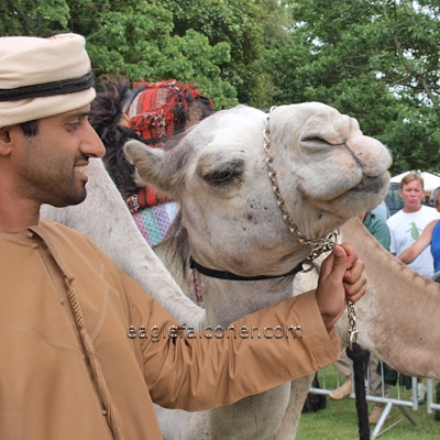 Arab Camel at the  Festival of Falconry
