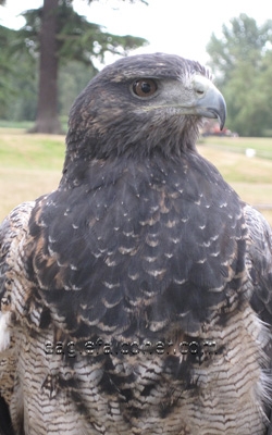 Dark Breasted Eagle,  Festival of Falconry