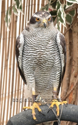 Goshawk,  Festival of Falconry