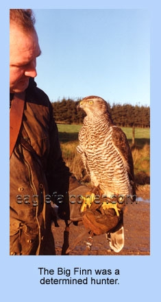 Goshawk from Finland