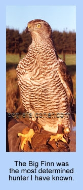 Finnish goshawk