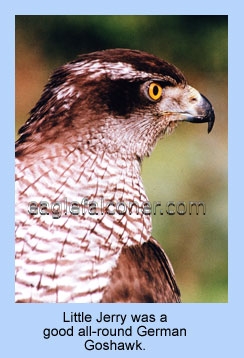 Adult Goshawk