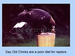 Golden Eagle eating a day old chick