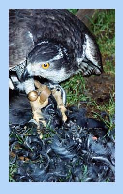 Goshawk with moorhen