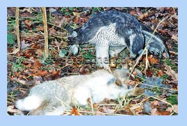 Goshawk with rabbit