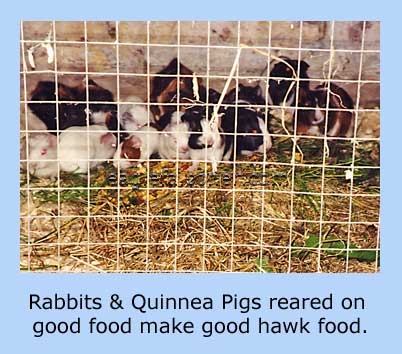 Quinnea Pigs