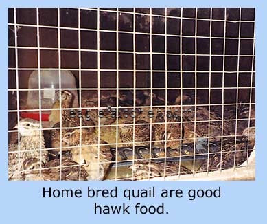 Quail for hawk food