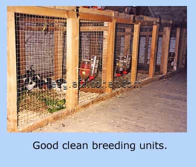 Rabbit breeding pens