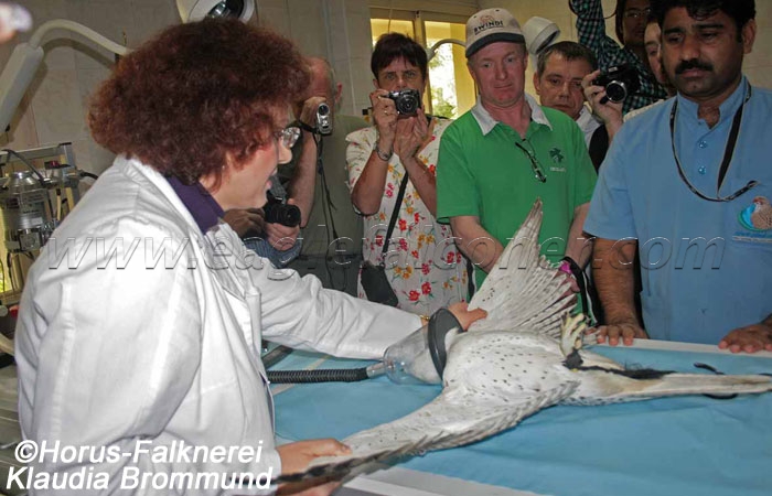 Falcon Hospital visit UAE Falconry Festival