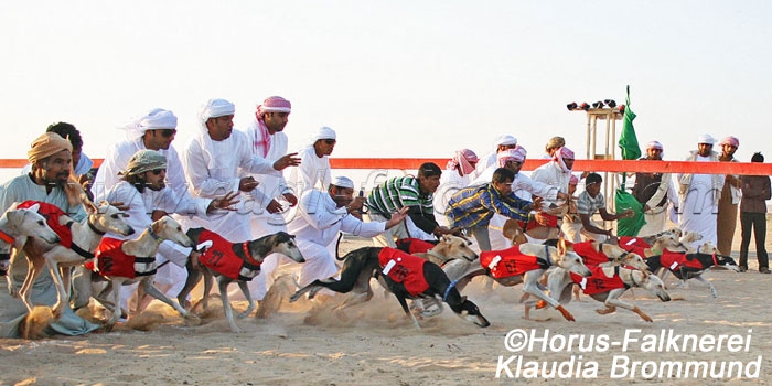 Saluki racing at falconry festival