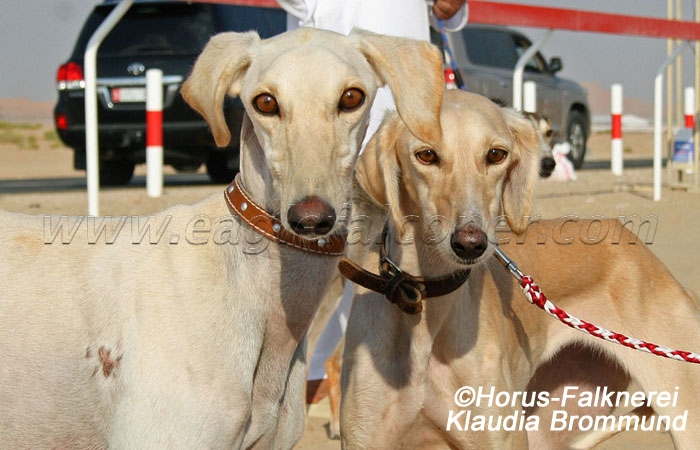 Saluki from UAE Falconry Festival