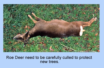 Roe deer kill