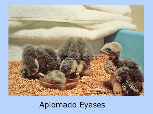 Young Aplomado Falcons.