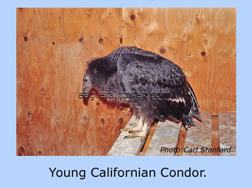 Young Californian Condor.