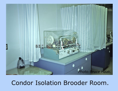 Condor Isolation brooder room.