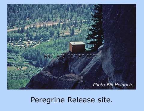 Peregrine falcon release site.