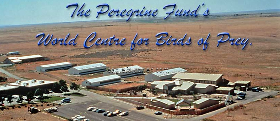 Peregrine Fund, P Fund, World Centre for Birds of Prey.