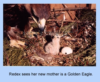 Red tail hawk fostered by a Golden Eagle mother.