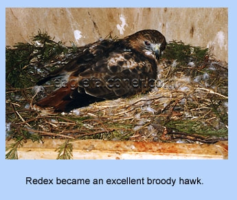 Redtail broods her eggs