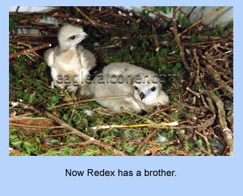 Two Red Tail Hawks in an eagles nest.