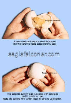 Dummy eagle egg