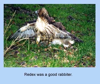 Redtail with rabbit kill