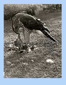 Goshawk feeding