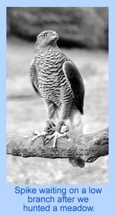 Goshawk, adult male