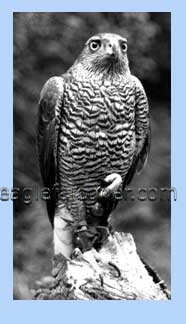 Male adult goshawk