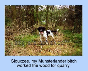 Munsterlander working woodland