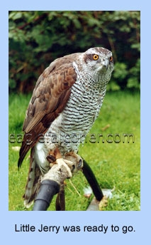 Goshawk on bowperch