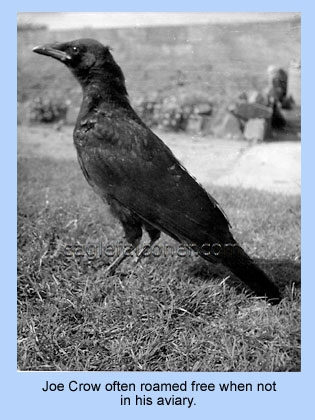 Carrion Crow