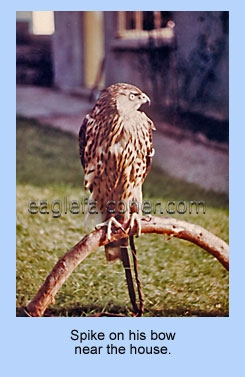 Goshawk at rest