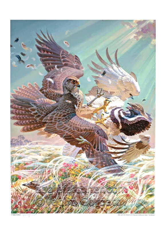 Saker falcon and Little Bustard