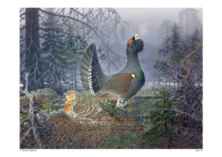 Capercaillie pair