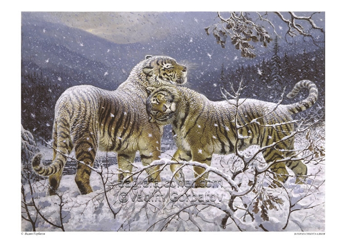 Siberian Tigers in snow