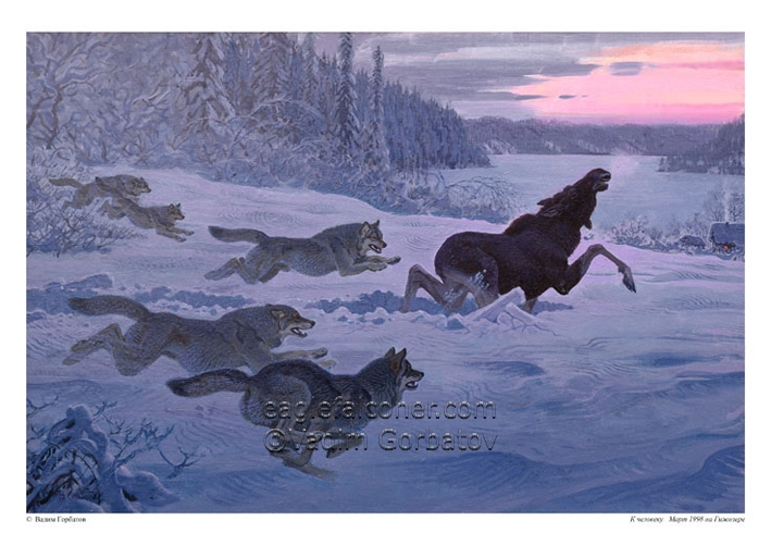 Wolf hunting Moose